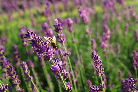 熏衣草, 蜜蜂, 绽放, 植物, 喷雾, bug, 紫色
