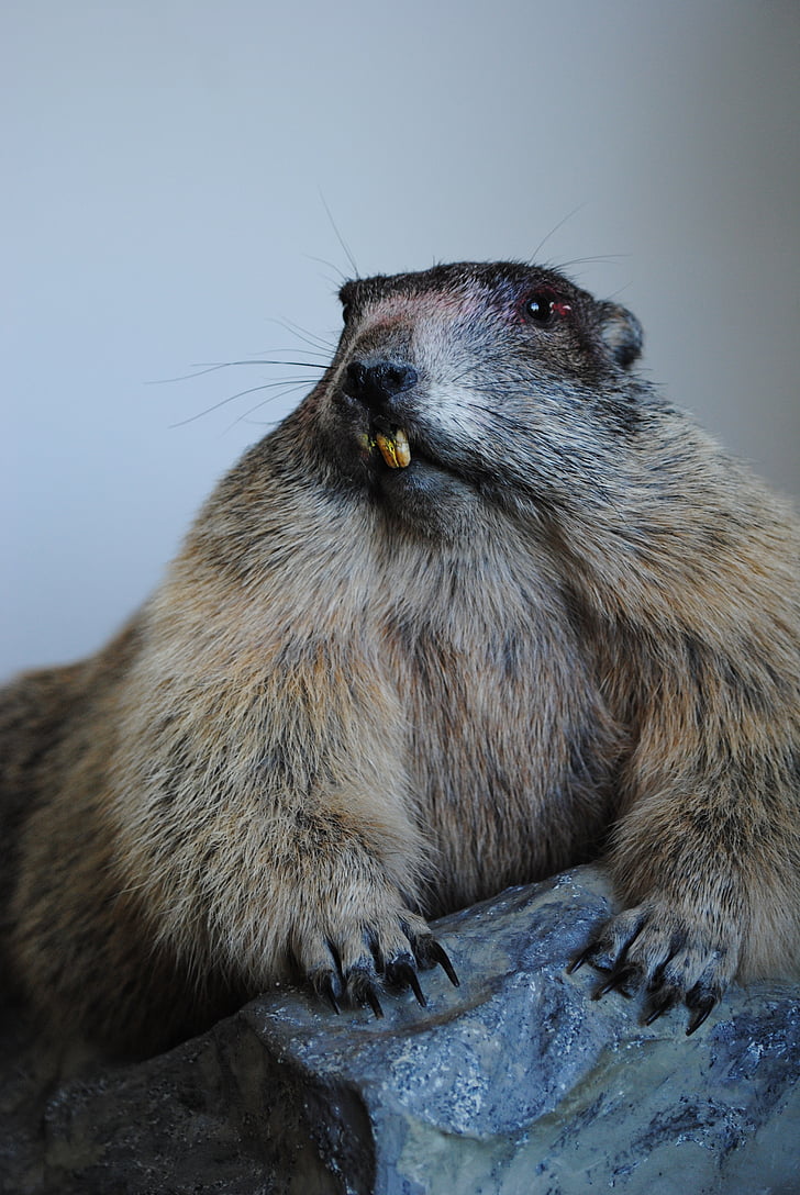marmot, gevuld, oude, tand, biter
