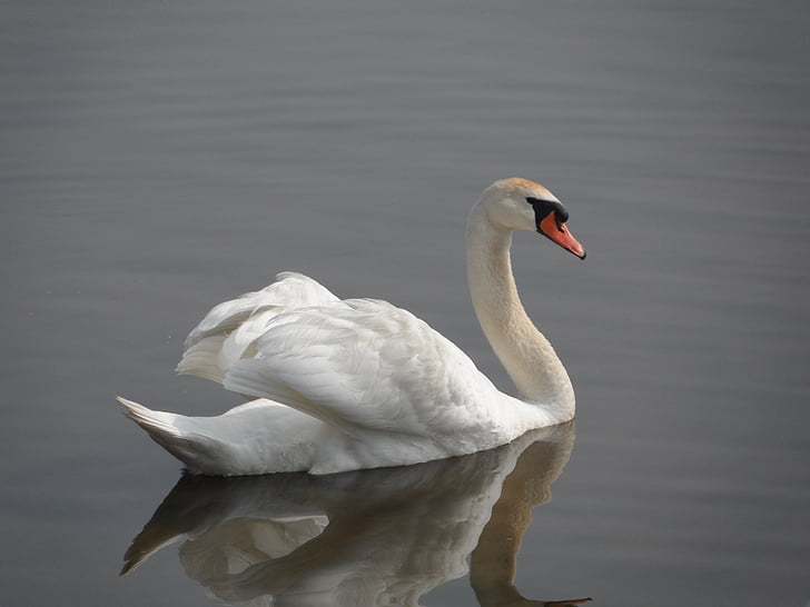 Swan, Duck, fuglen, natur, dyr, Lake, dyreliv
