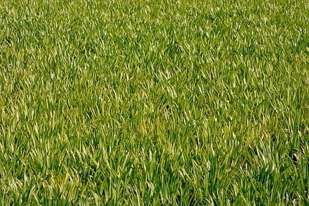 Луг, трава, спортивная площадка, деталь, Грин, травы, Природа