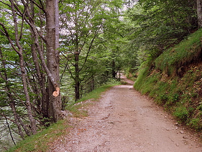 sentier, randonnée pédestre, montagne, à pied, Veneto, Italie, Val fraselle