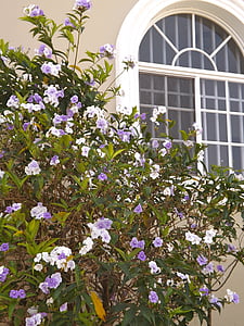 ikkuna, kasvi, käyrä, talon edessä