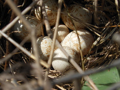 nest, wild, ave, partridge, eggs, birds, branches