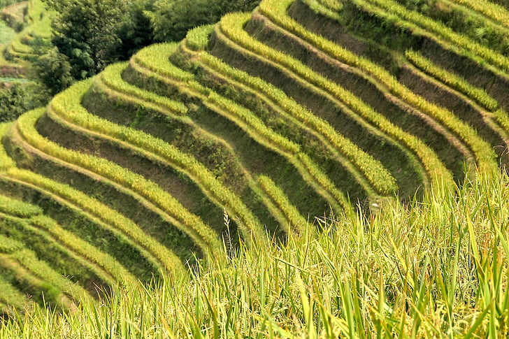 ρύζι, φυτεία, φυτείες ρυζιού, ρύζι πεδία, Ασία, τοπίο, το πεδίο