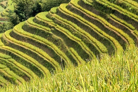 Райс, плантація, Плантації рису, рисові поля, Азія, краєвид, поле