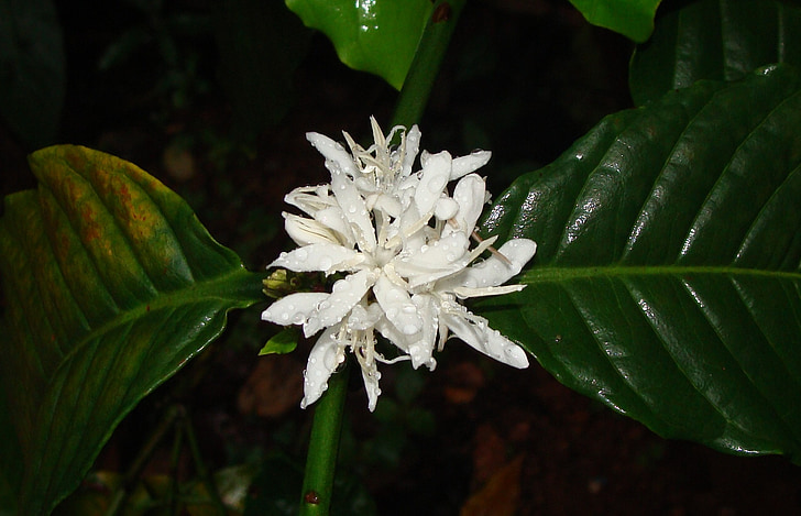 flor de café, flor, empapado de lluvia, café robusta, Coffea canephora, Coffea robusta, Madikeri