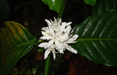 kafijas zieds, puķe, lietū izmirkuši, robusta coffee, Salicornia canephora, Salicornia robusta, Madikeri