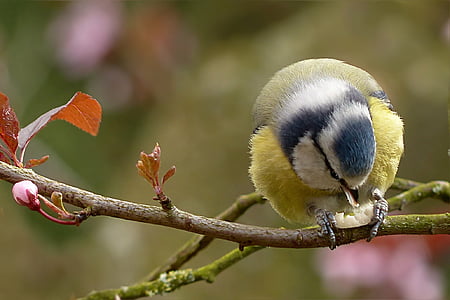 blue tit, cyanistes caeruleus, bird, tree, food, peanut, nature