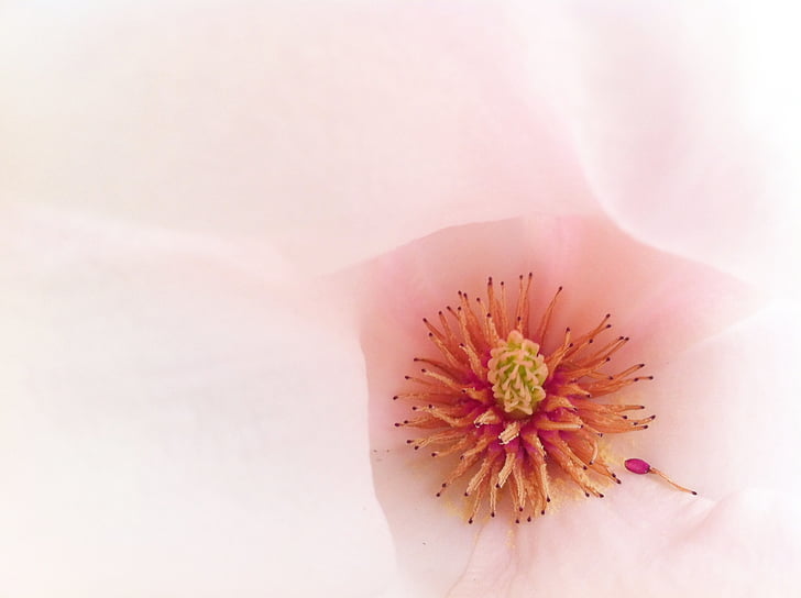 macro, floare, floare, roz, Magnolia, licitaţie
