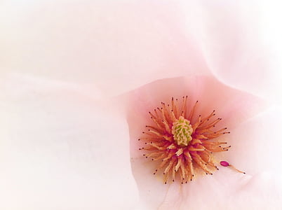 makro, Blossom, Bloom, vaaleanpunainen, Magnolia, tarjous