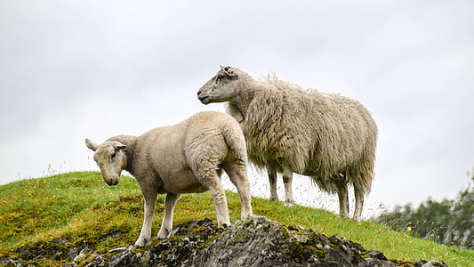Škotska, Engleska, Highlands i otoci, ovce, janje, stijena, livada