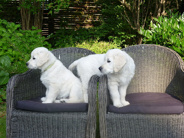 golden retriever, puppy, dog, chairs, adorable