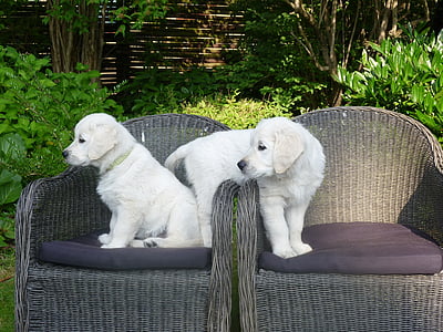 Auksaspalvis retriveris, šuniukas, šuo, kėdės, žavinga