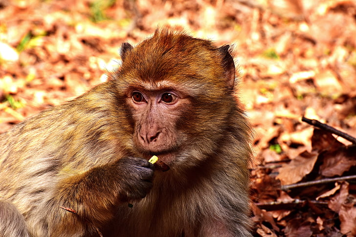 Barbary ape, jedzenie, ładny, jeść, zagrożone gatunki, Monkey mountain salem, zwierząt