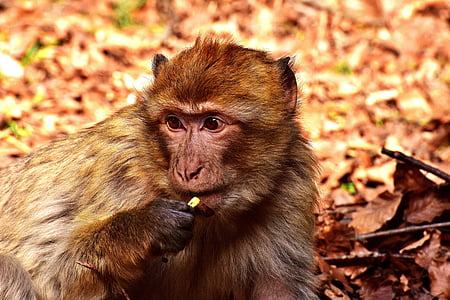 바바리 원숭이, 음식, 귀여운, 먹으십시오, 멸종 위기, 원숭이 산 살 렘, 동물