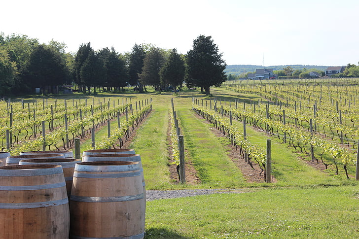 vineyard, wine, casks, agriculture, growing, rural, field