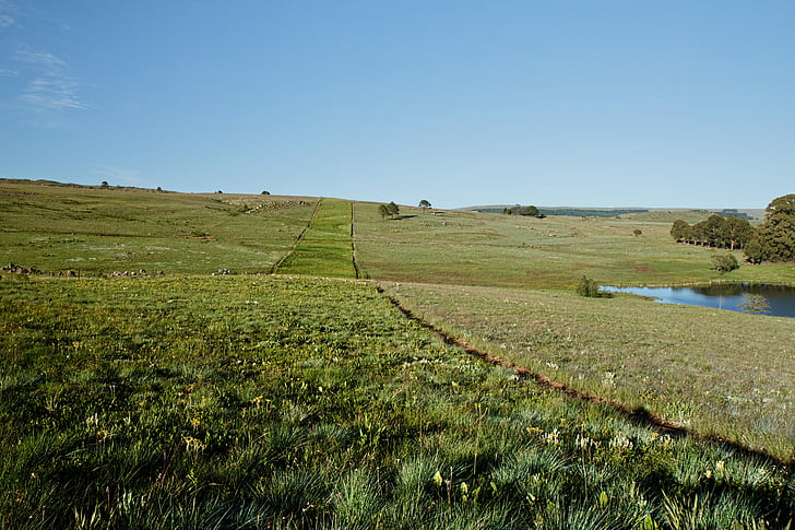 grassland, countryside, landscape, green, blue sky, farm, country