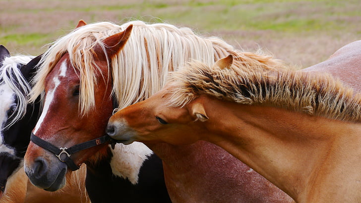 Pferd, Pferde, kaltblütige Tiere, für zwei Personen, Fohlen, Tier, Braun