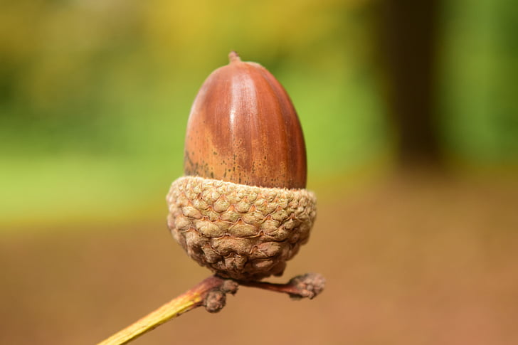 acorn, close, background, beautiful, autumn, nature, seeds