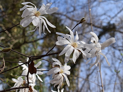 magnolia bintang, Magnolia, pohon, tanaman, Taman, alam, musim semi