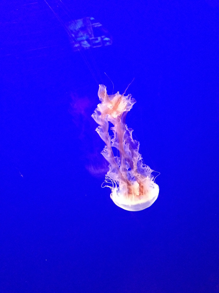 meduses, tentacles, verinós, oceà, aquàtiques, vida silvestre, Pau