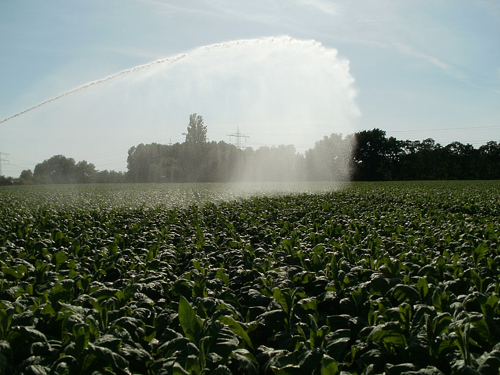 fields, tobacco, pouring, water, leaf, agriculture, farm