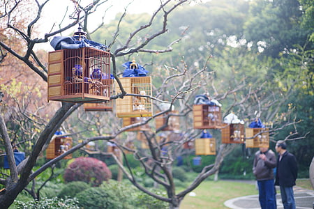 Парк, птичья клетка, утро, Шанхай, Природа, на открытом воздухе, дерево