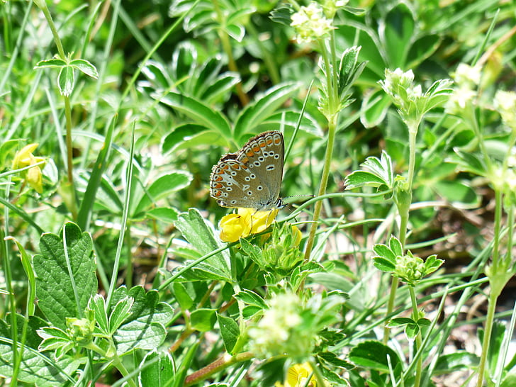 vlinder, stalkruiden is blauw, Polyommatus icarus, vlinders, Icarusblauwtje, Lycaenidae, gemeenschappelijke bläuling