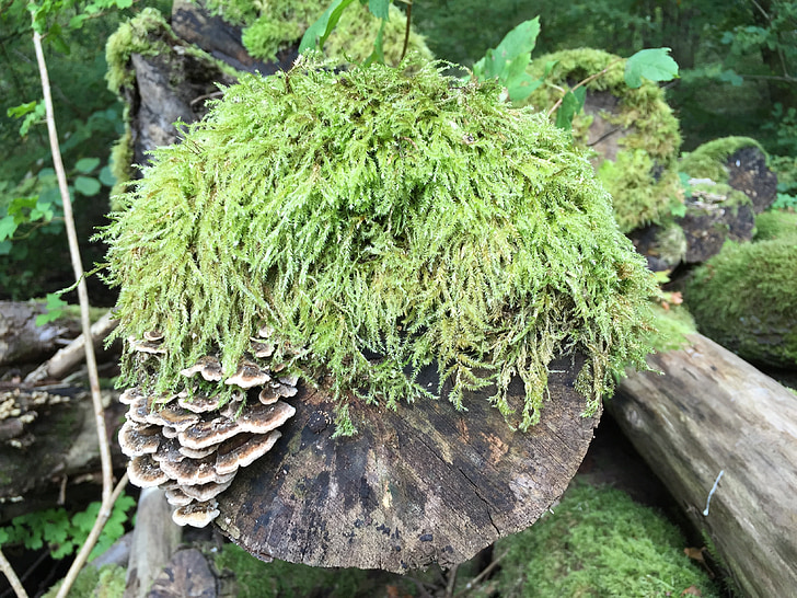 mousse, arbre, lichen, sculpture naturelle, Deadwood, vert, tronc d’arbre