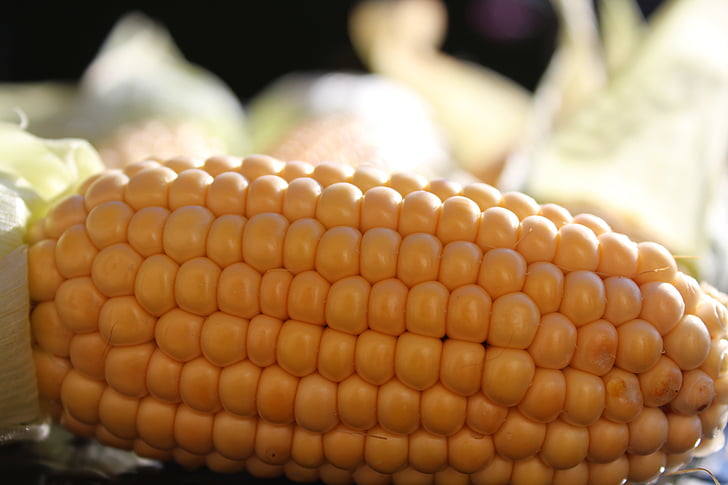 kukurūzų burbuolės, derliaus, kukurūzų, daržovės, Gamta, rudenį, maisto