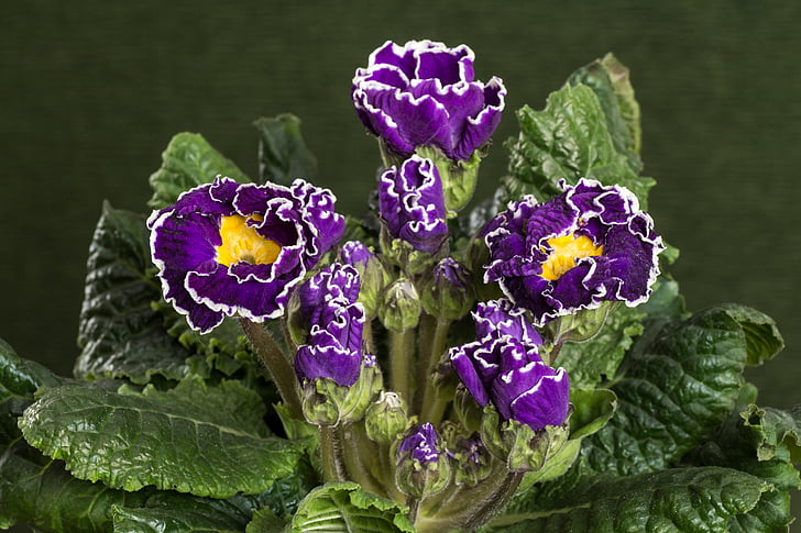 primevères, macro, violet, hybride de Primula vulgaris