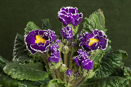 primroses, macro, violet, primula vulgaris hybrid
