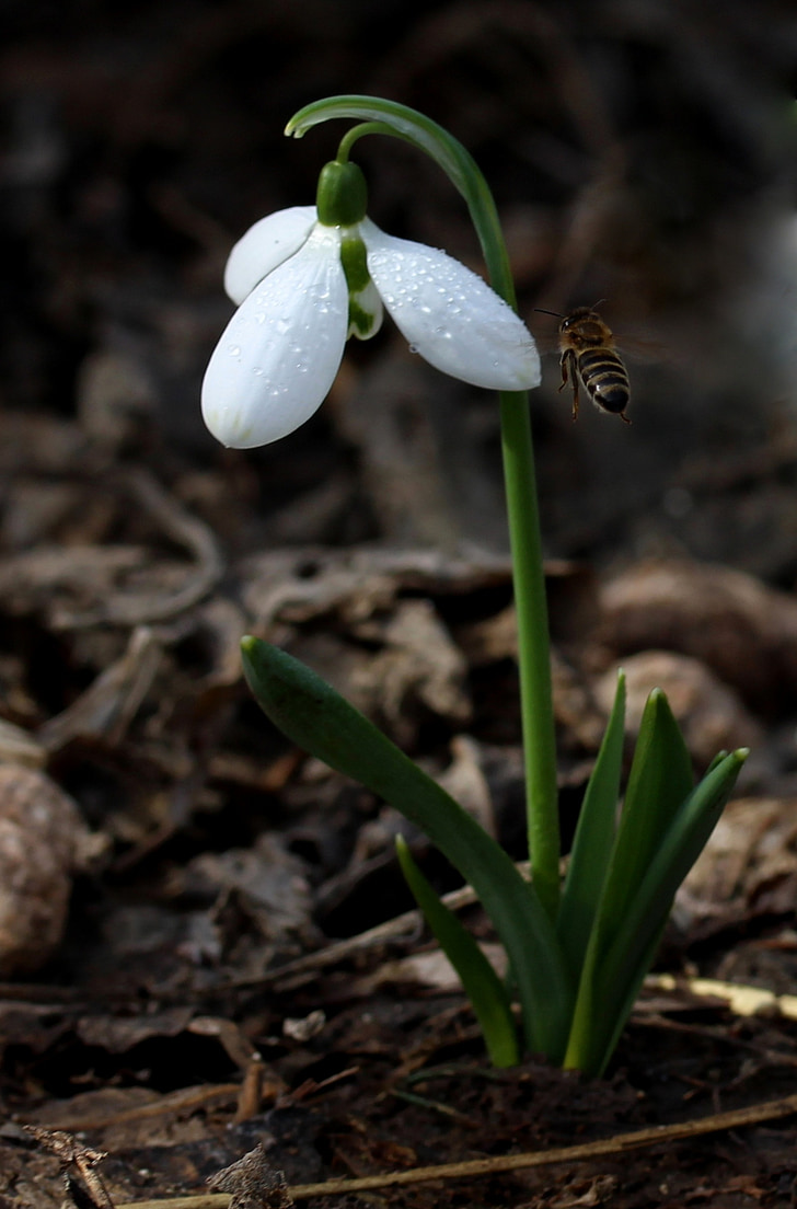 Snowdrop, blanc, primavera, flor, planta