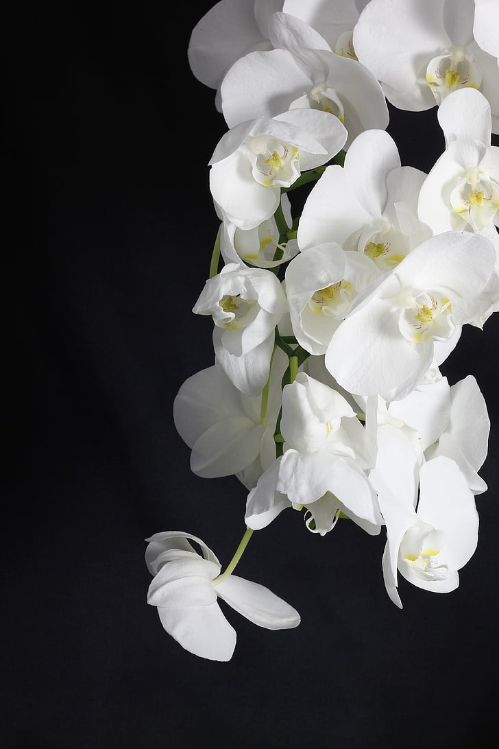 Orchid, bloem, plant, wit, ingemaakte plant, witte bloem, planten