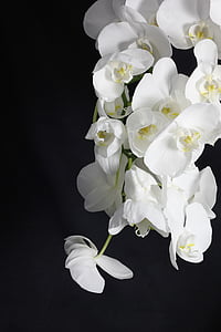 Orchid, blomst, anlegget, hvit, potteplante, hvit blomst, planter