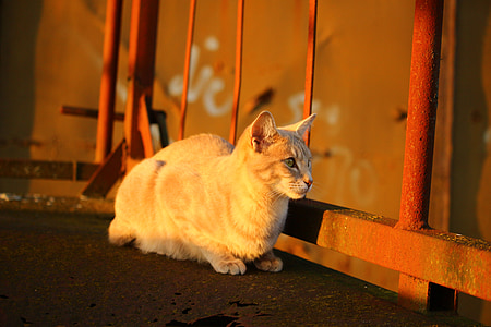 gato, Outono, aço inoxidável, luz da noite, sol, cara de gato, gato de raça