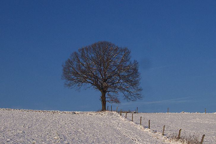copac, zăpadă, iarna, natura, cer, albastru, peisaj