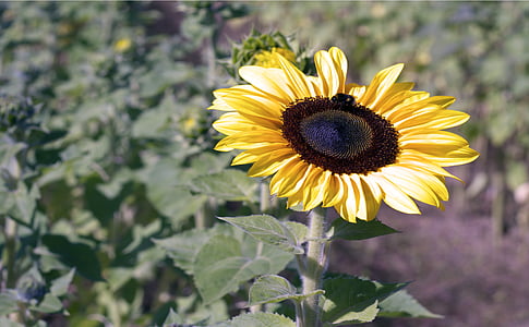 musim panas, matahari, bunga matahari, bunga matahari, alam, kuning, tanaman