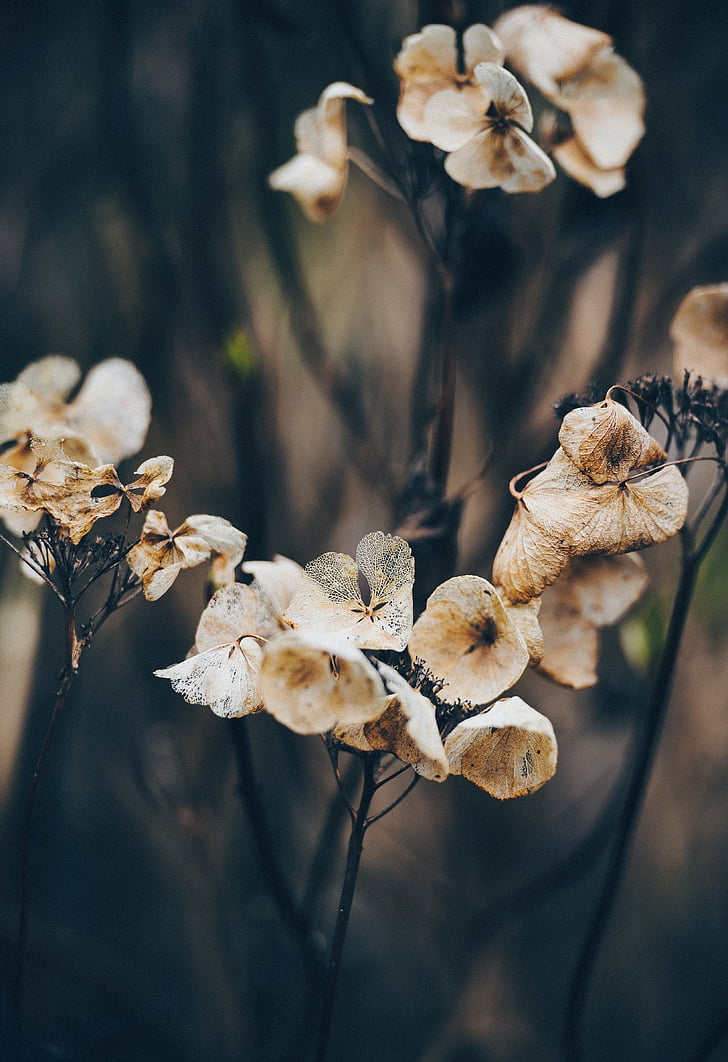 dry, flower, plant, outdoor, nature, blur, close-up
