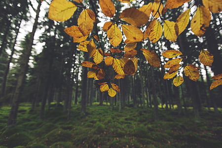 žlutá, listy, stromy, Les, Woods, Příroda, tráva