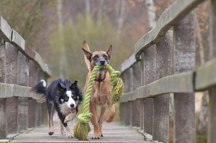 malinois và border collie, Bỉ shepherd dog, chơi chó, mùa thu, đồ chơi, chơi, con chó