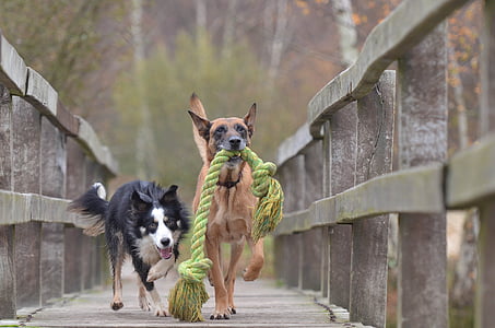 malinois and border collie, belgian shepherd dog, playing dogs, autumn, toys, play, dog