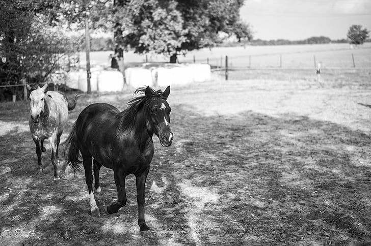 blanc de negre, granja, cavall, cavalls, natura, animal, escena rural