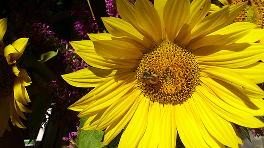 bee, pollination, insect, sun flower, close, blossom, bloom