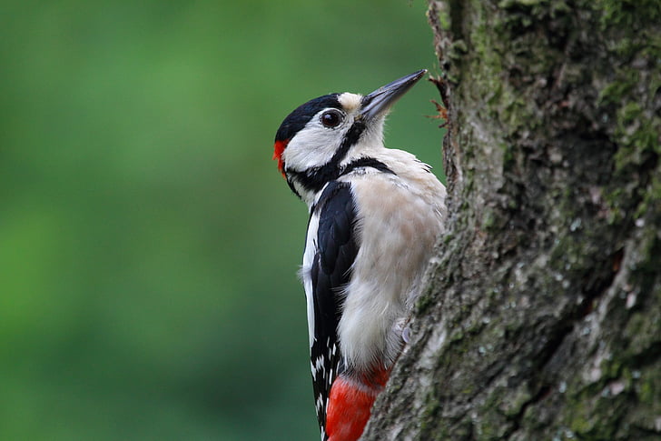 wildlife, bird, great spotted woodpecker, feathers, beak, tree