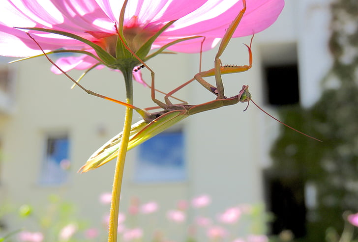 praying mantis, insect, green, blossom, bloom, flower, purple