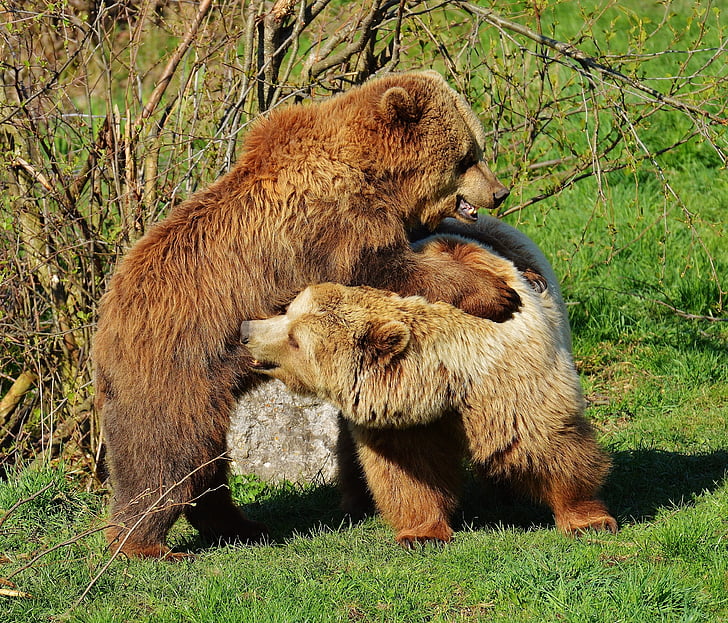 หมี, wildpark poing, เล่น, หมีสีน้ำตาล, สัตว์ป่า, อันตราย, ขนสัตว์