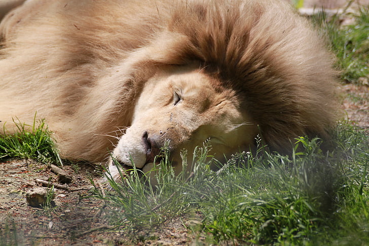 lion, zoo beauvalle, nap