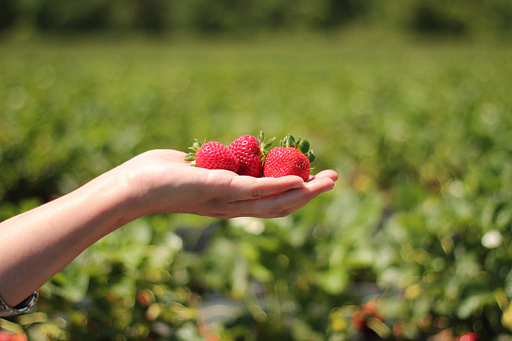 strawberries, hand, field, red, ripe, berries, crop