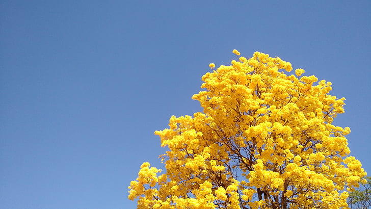 drzewo, Ipê, wiosna, żółty, niebo